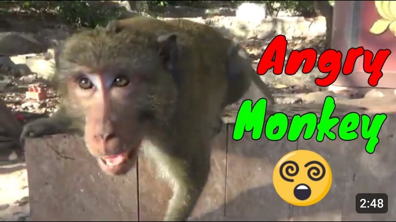 Big Monkey React Angry When Being Filmed 3 - Viral Monkey