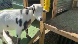 The #Goat Report with Lummy!! #TheBubbaArmy #goats #farm #animals