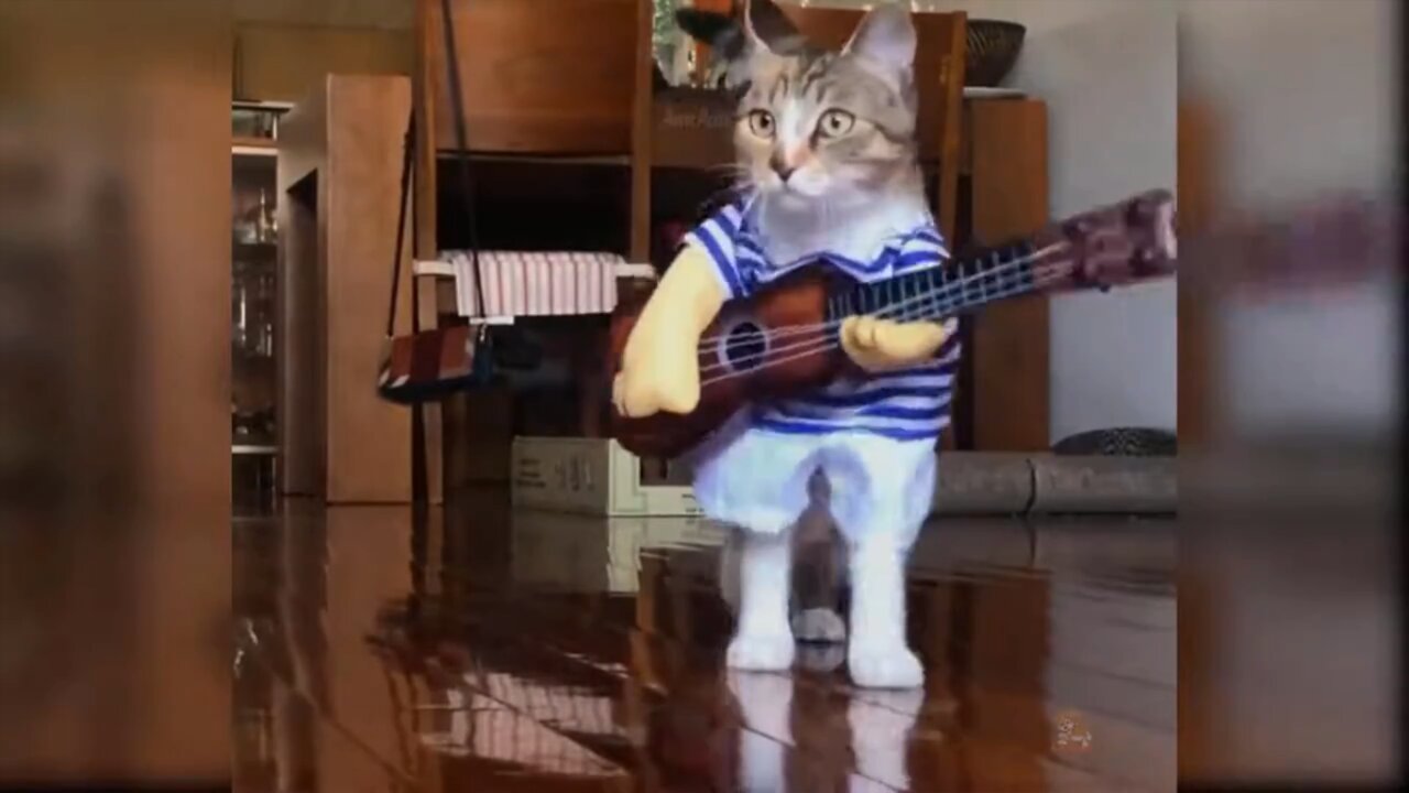 Baby Cats Funny Moments