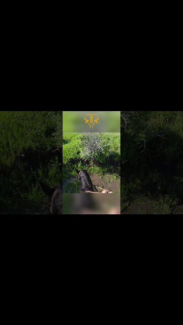 Creek Crossing Challenges with my Horse Calibar! 🐴