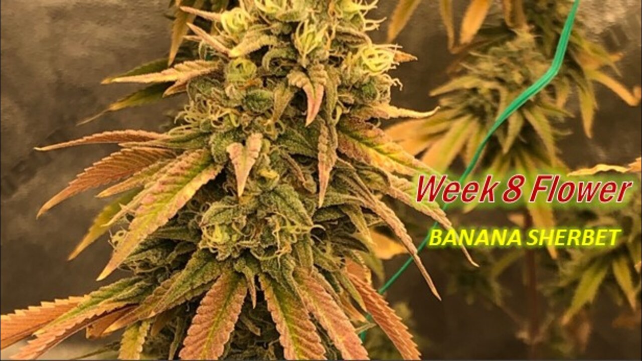 Week 8 flower of Banana Sherbet