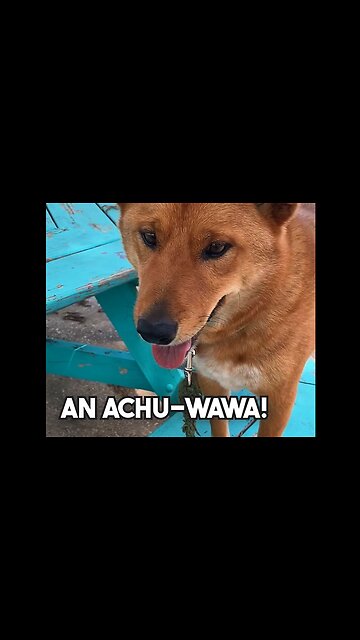 Dad Jokes with my Dog at the Lake #dadjokes #dogjokes