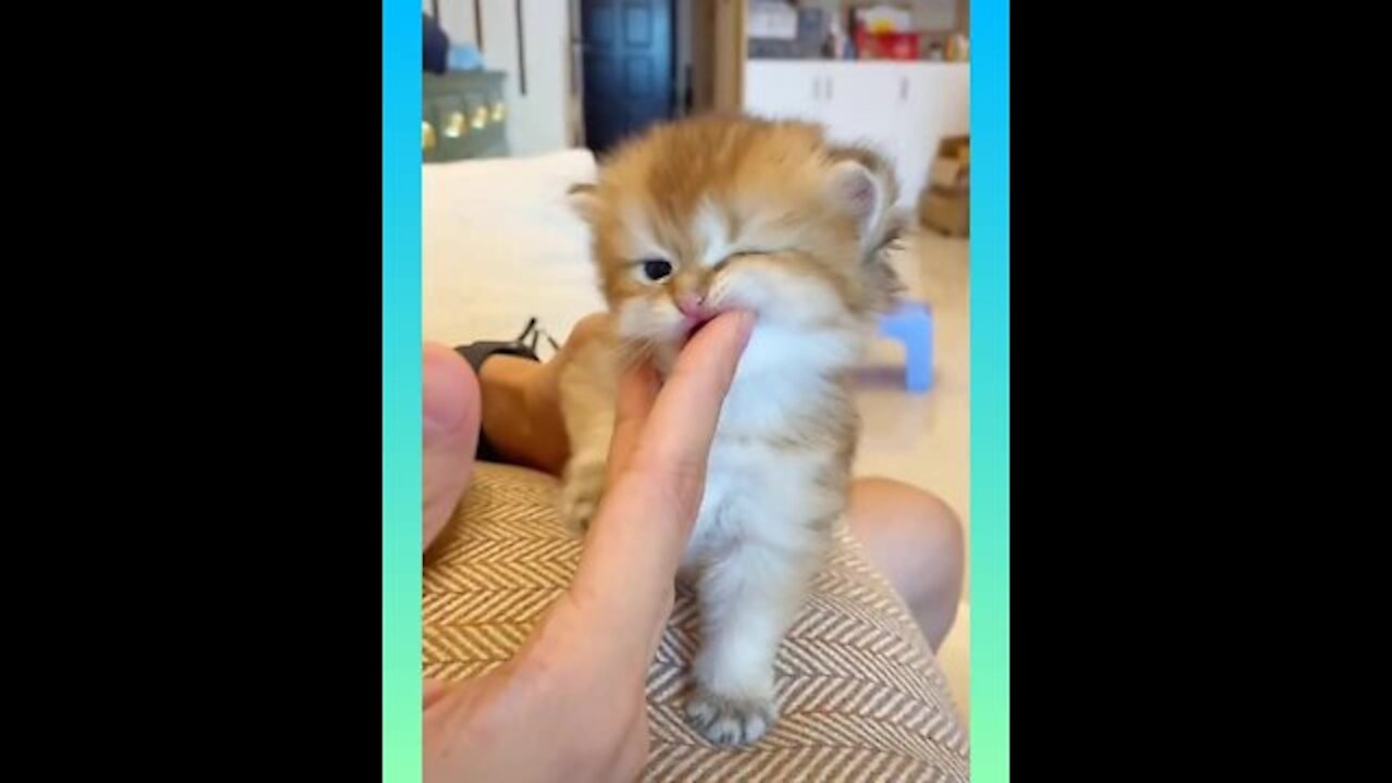 Cut cat ,baby cat ,lovely cat ,