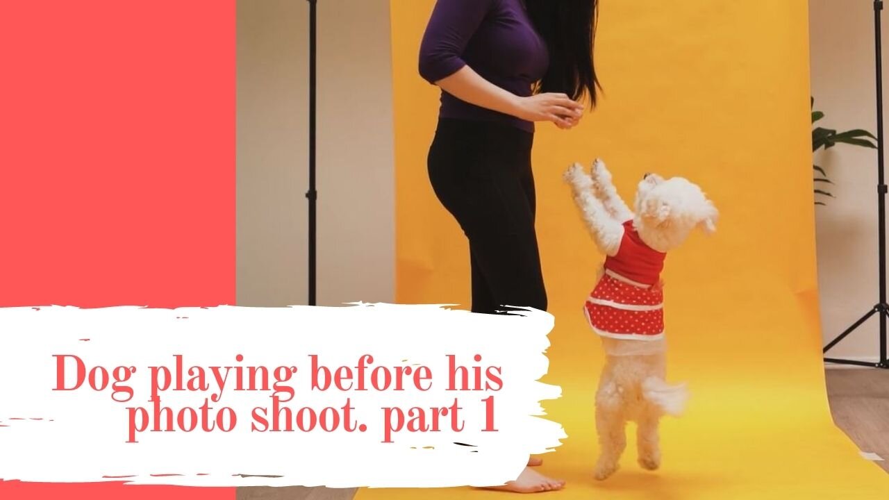 Dog playing before his photo shoot. part 1