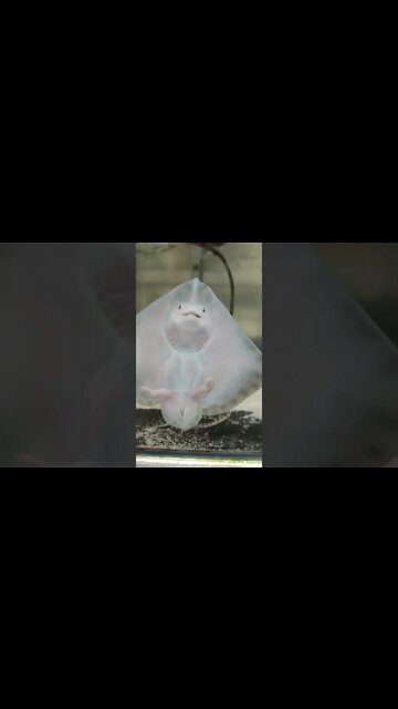 Amazing Shorts,Trending videos #shorts #viral #trending #short #funny #youtubeshorts