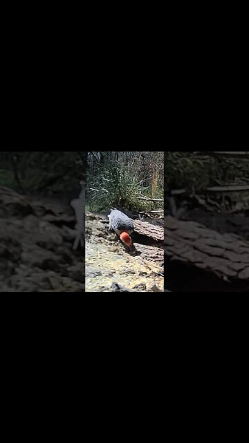 Perky woodpecker🐦showing off in the camera📽️for you #cute #funny #animal #nature #wildlife #trailcam