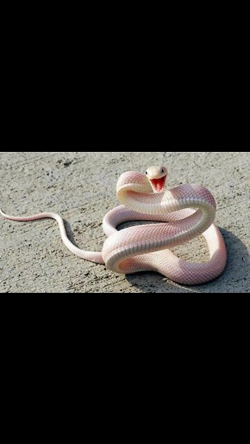 After being bitten by a snake, he dropped his lungi and ran away