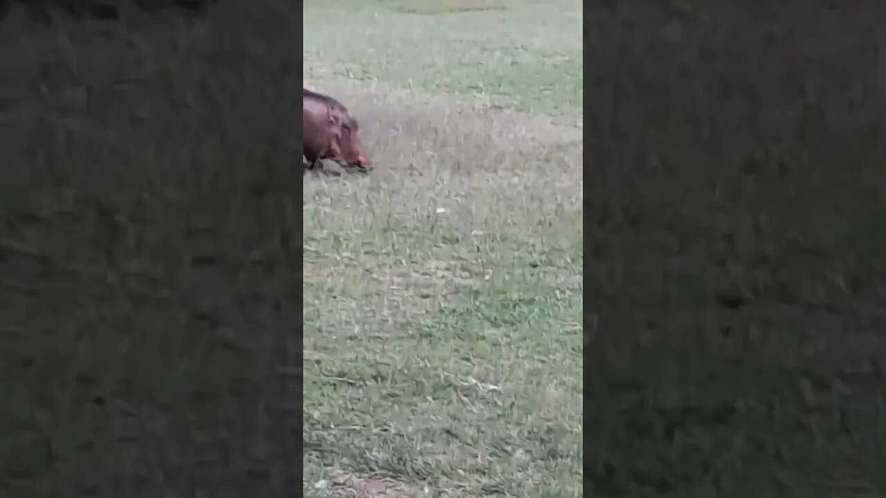 savannah warthogs #relaxing #lions #nature #travel #wildlife #viral #animals #love #cat#short