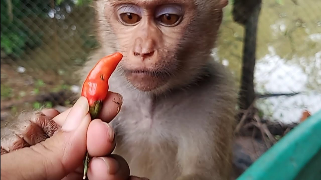 Experiment MONKEY vs hot CHILLI. it's awful