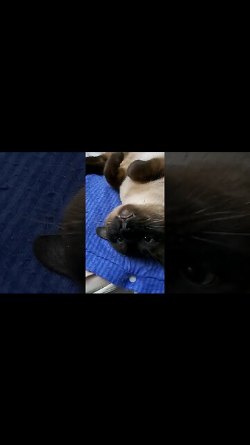 Siamese cute and deadly #viral #cat