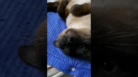Siamese cute and deadly #viral #cat
