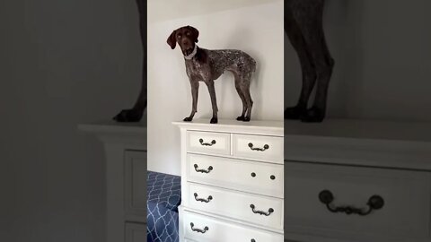 I like to climb. Keeps the chihuahua from biting my ankles