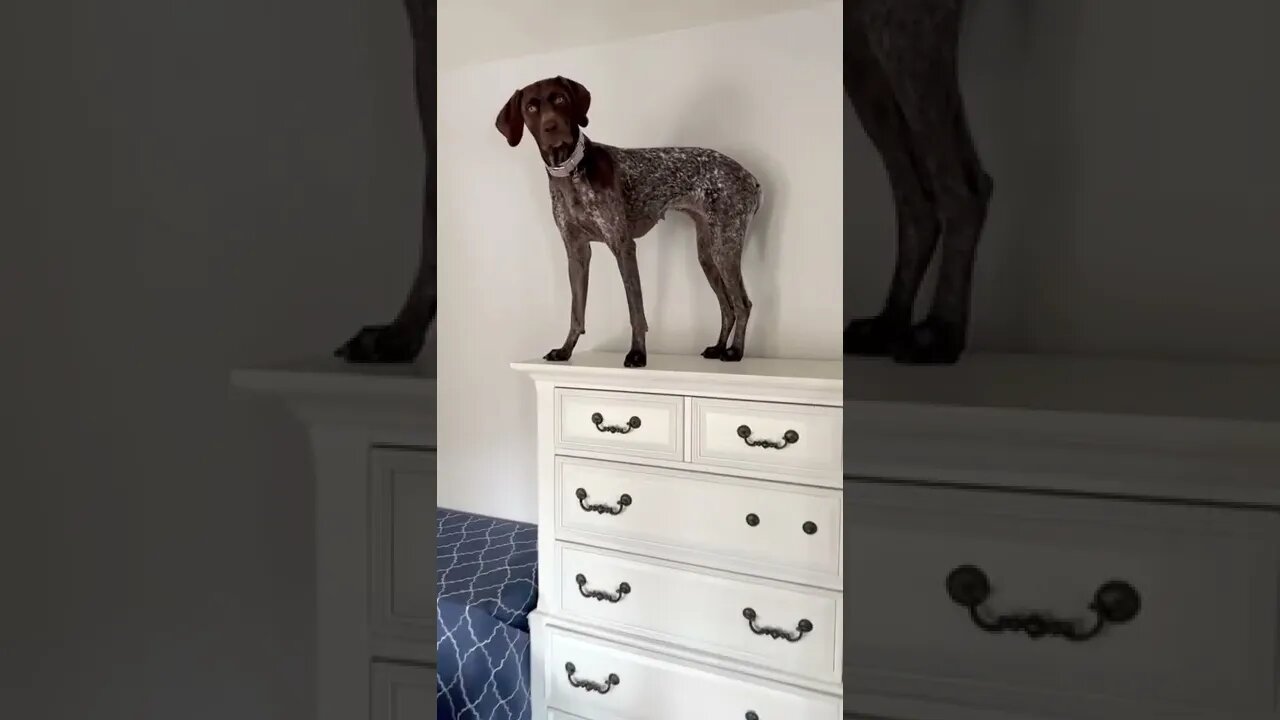 I like to climb. Keeps the chihuahua from biting my ankles