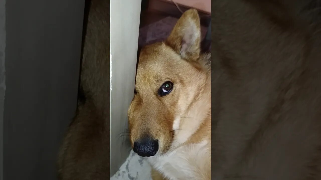 Sad Puppy Just Wants To Dance. #shibainu