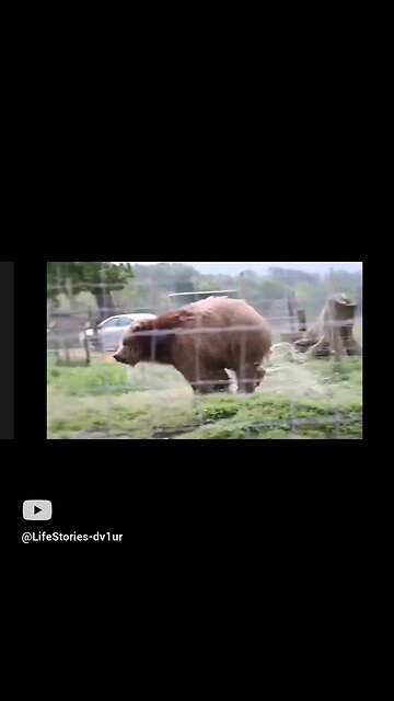 with the bears @ Olympic Game farms #wildlife #bears #bear #shorts #short