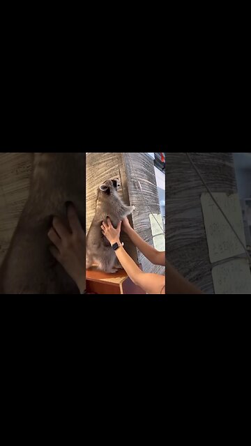 Raccoon Endeavors to climb couch