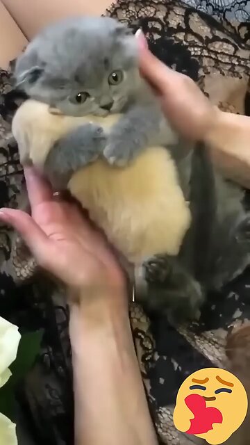Awwww💕🥹 So cute cats❤️😇❤️‍🩹