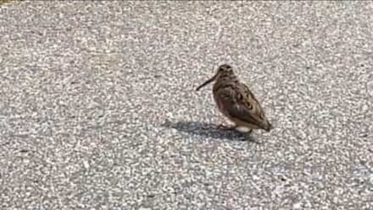 On parie que cet oiseau danse mieux que vous!