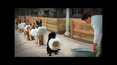 The 10 Best Dogs To Be Disciplined