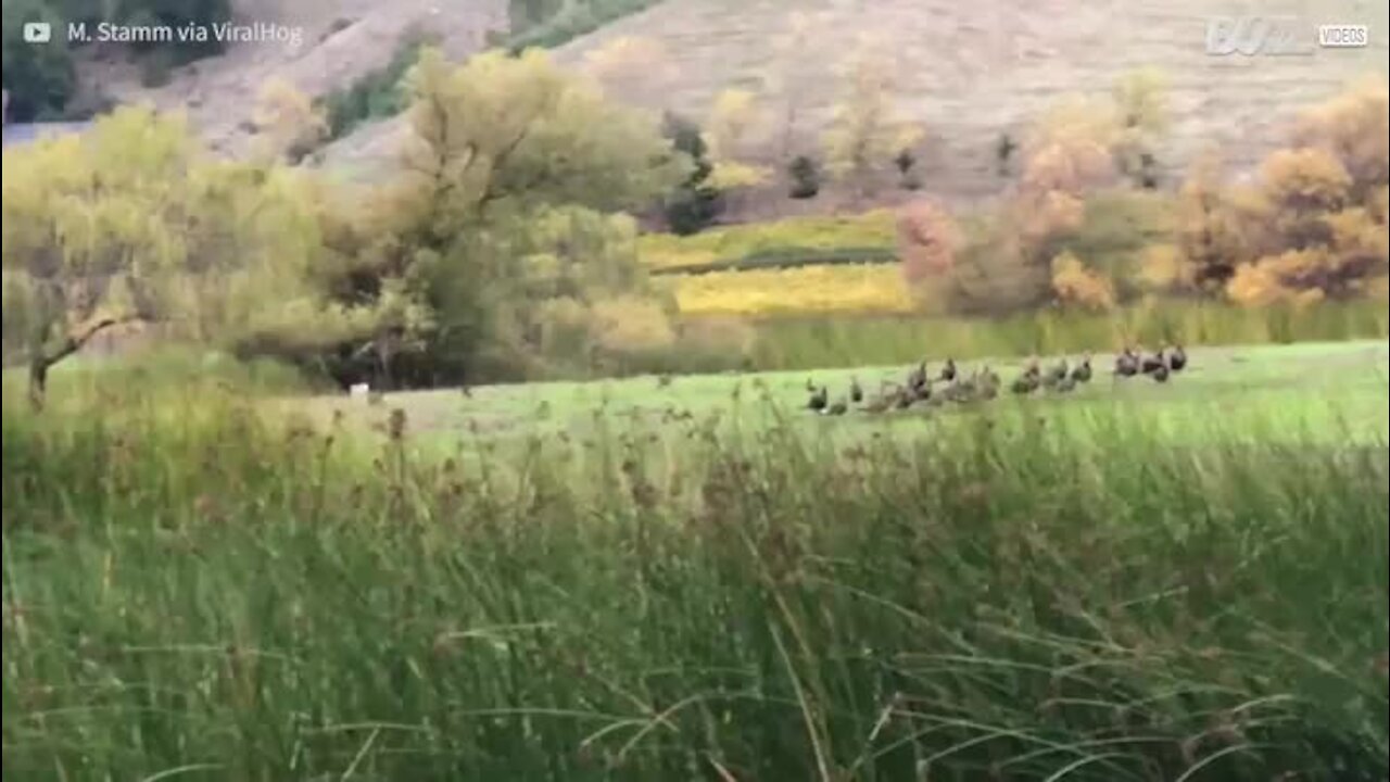 Un lynx se fait rabrouer par une volée de dindons!