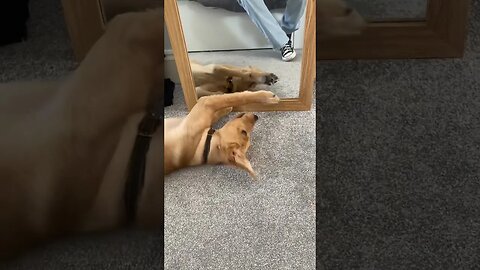 Funny Dog see his face first time #funnyvideo #petvideos