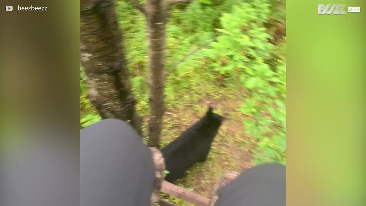 Moment terrifiant pour cette chasseuse entourée d'ours
