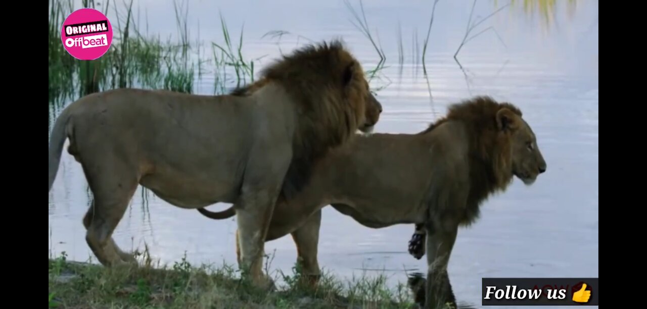 Crocodiles attacked these 2 lions crossing the river, see what happened in the end