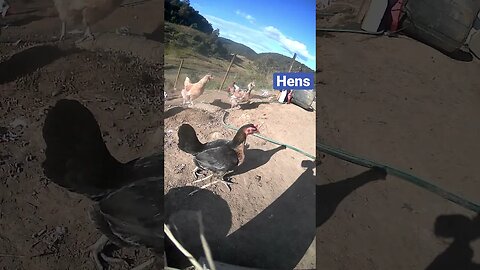 Farm surveillance cameras. Hens