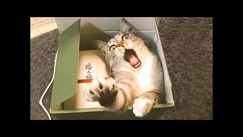 Funniest Animals Videos = Best Cute Cats and Crazy Dogs Videos