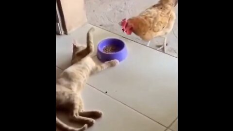 Funny animals video