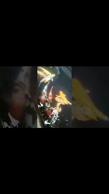 Giant Carp fish in Philippines #carpfish #fish #carp