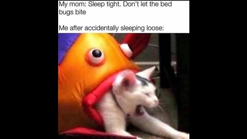 Funny memes