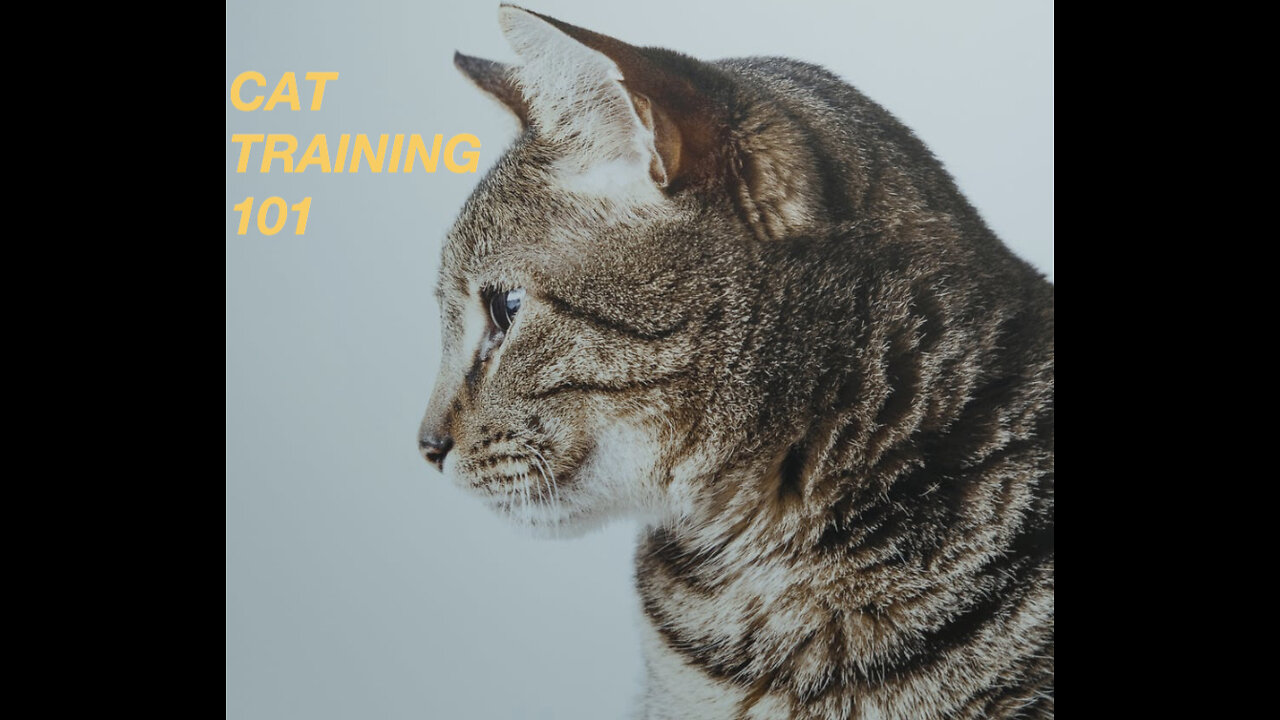 How To Train Your Cat (Cat Training 101)