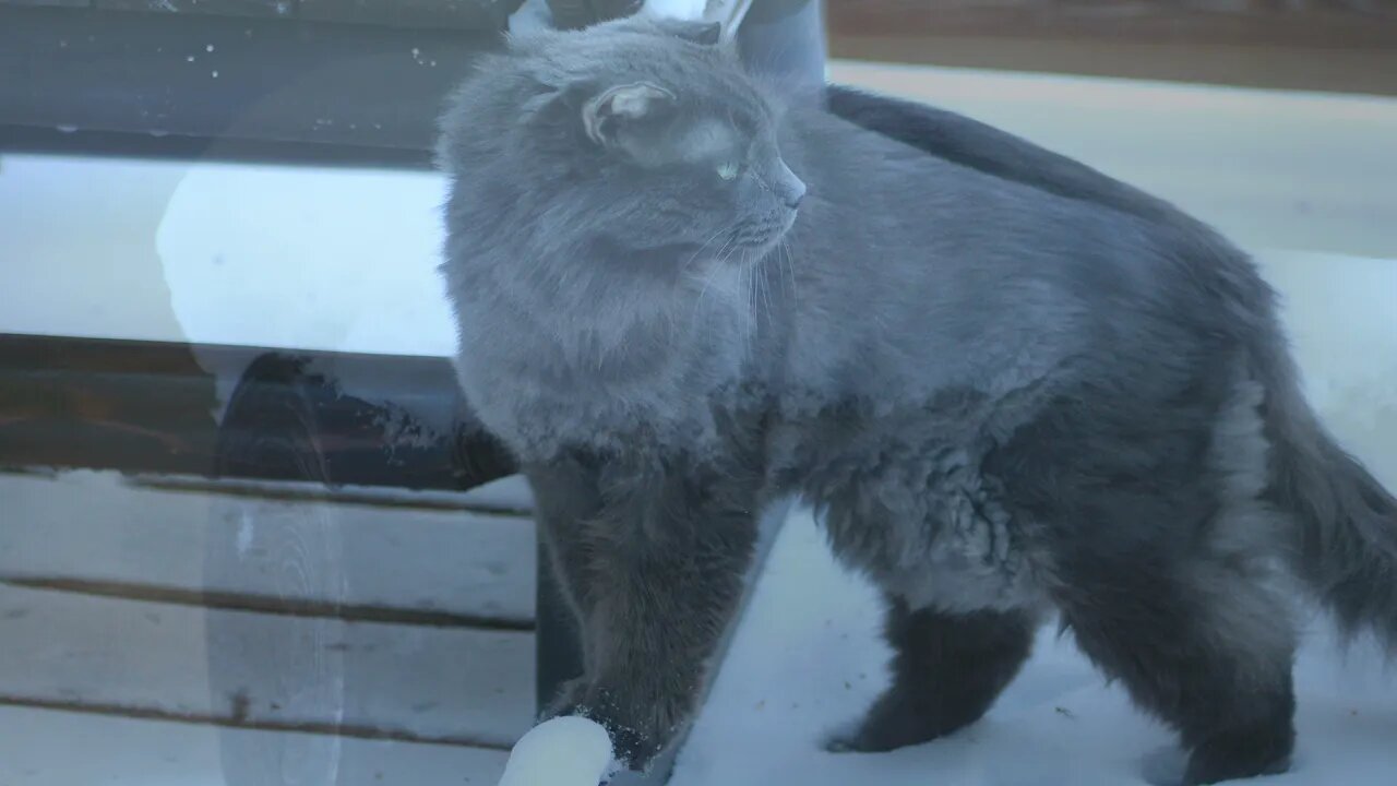 First Snow of November of 2021