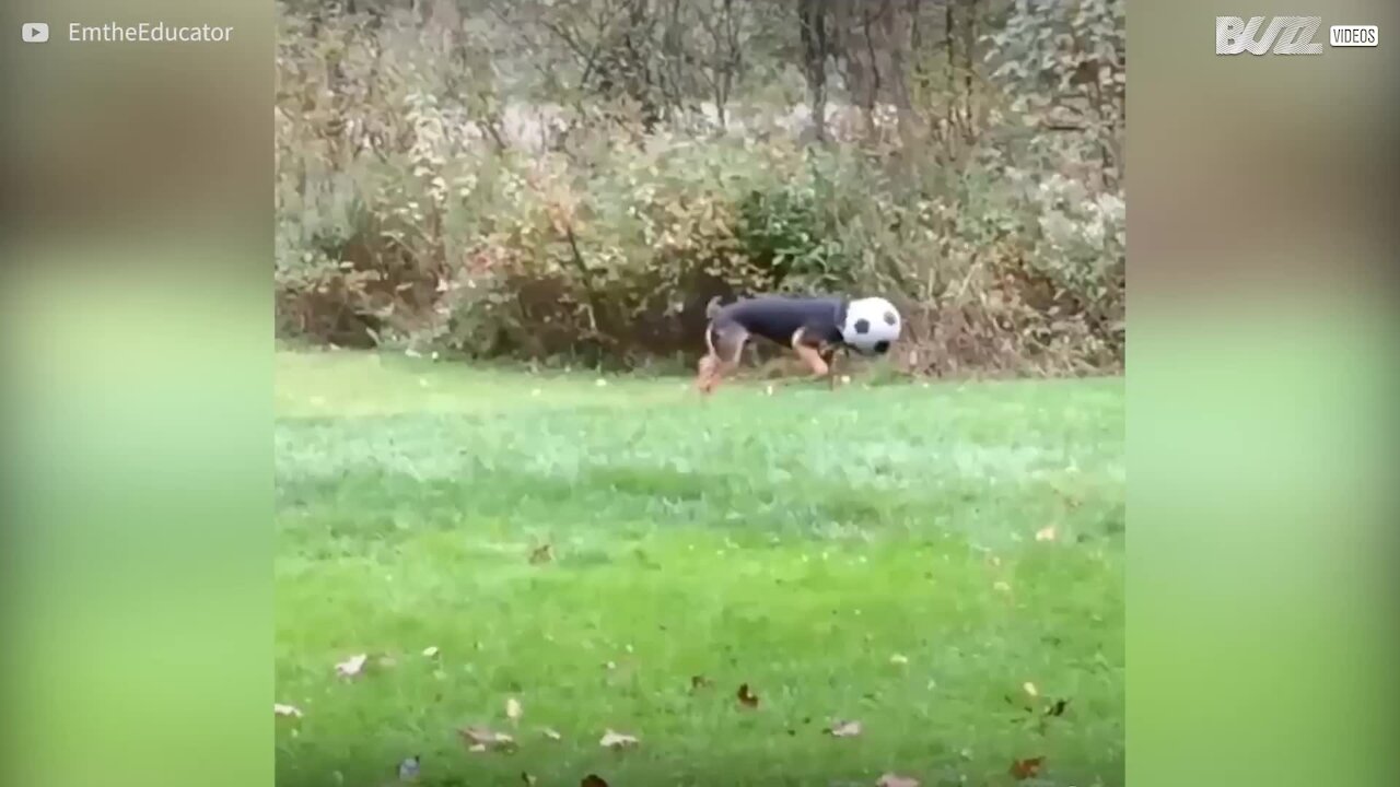 Cachorro brinca com a cabeça enfiada em bola de futebol