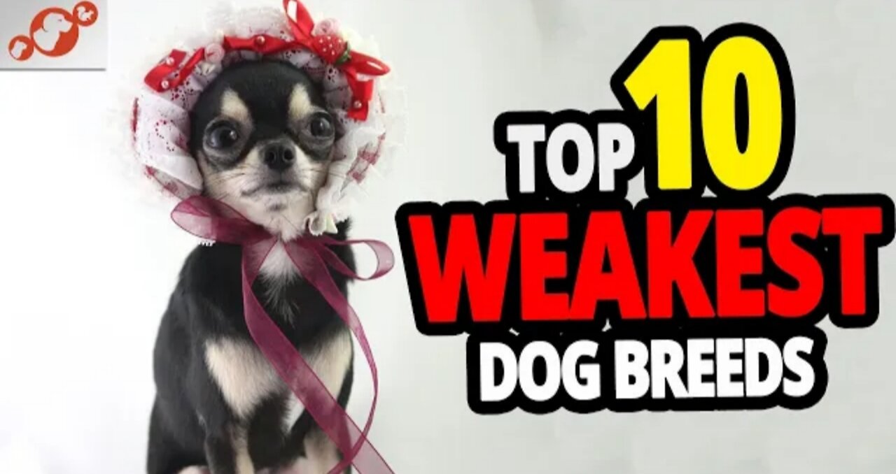 Weakest Dogs - TOP 10 Weakest Dog Breeds In The World!