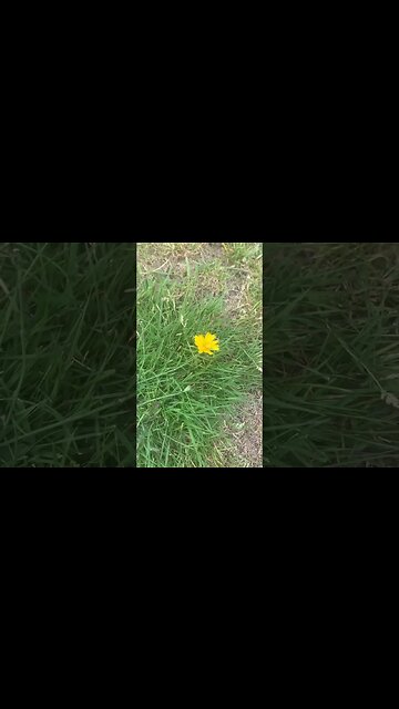 Little yellow flowers near the grass-my baby girl is loving one of them in her hair