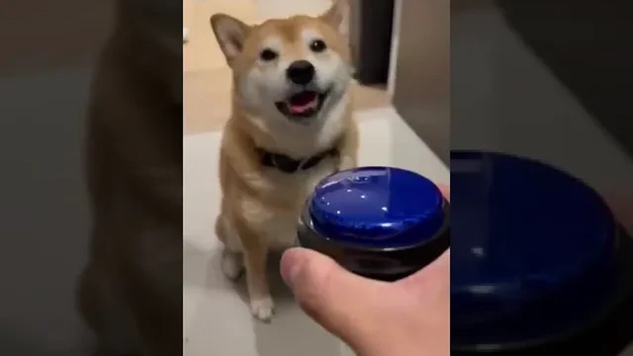 Teaching you Shiba to Speak except minie is rude