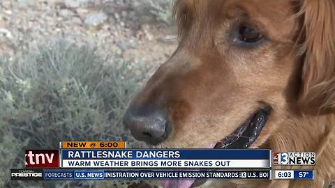 Dog lucky to be alive after rattlesnake bite