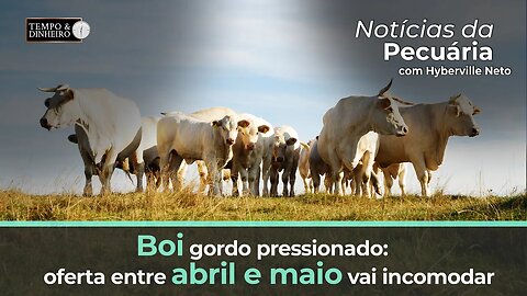 Boi gordo pressionado: oferta entre abril e maio vai incomodar