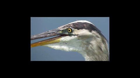 what is this bird doing