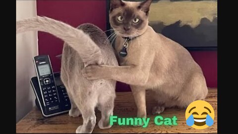 Funny Cat Videos Of The Week