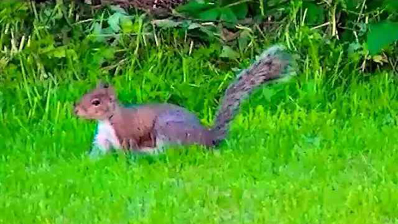 IECV NV #33 - 👀 The Squirrel Out For A Quick Walk Through The Yard 🐿️ 5-2-2014