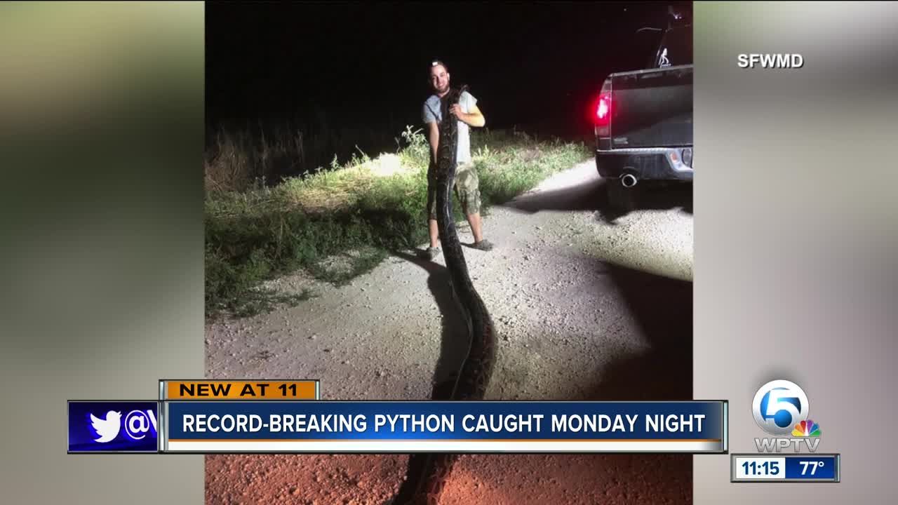 Record-setting Burmese python caught in Miami-Dade County