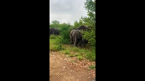 Wild elephants movement