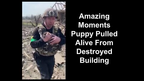 Amazing Moments Puppy Pulled Alive From Destroyed Building