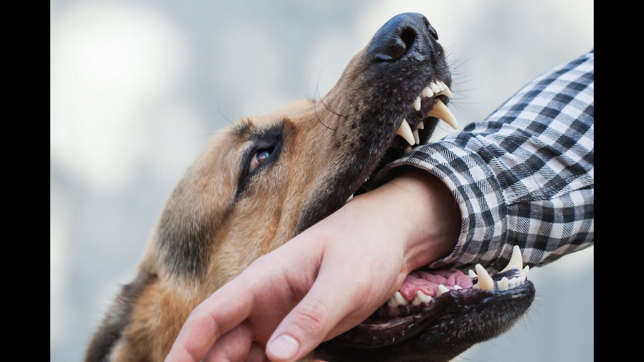 Guard Dog Training full session Step by Step!