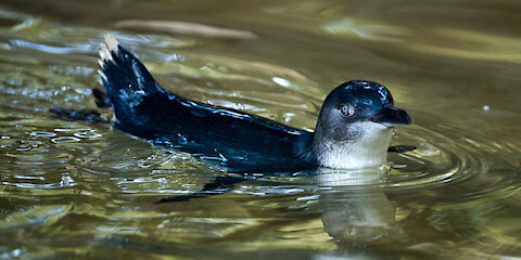 A little penguin swimming in a funny way