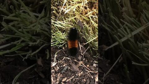 Caterpillar in the gardens