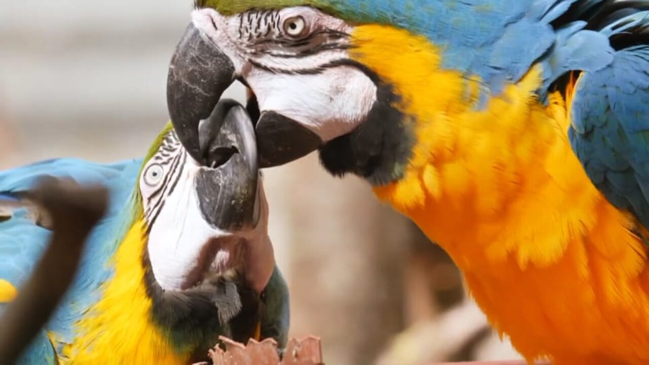 birds having love, love birds, birds having love, love birds,